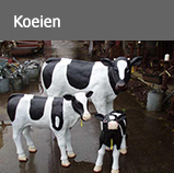 Knop koeien